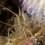 Palaemon serratus